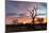 Awesome South Africa Collection - Savanna Trees at Sunrise-Philippe Hugonnard-Mounted Photographic Print