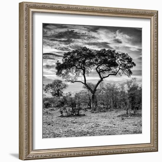 Awesome South Africa Collection Square - Acacia Tree at Sunrise B&W-Philippe Hugonnard-Framed Photographic Print