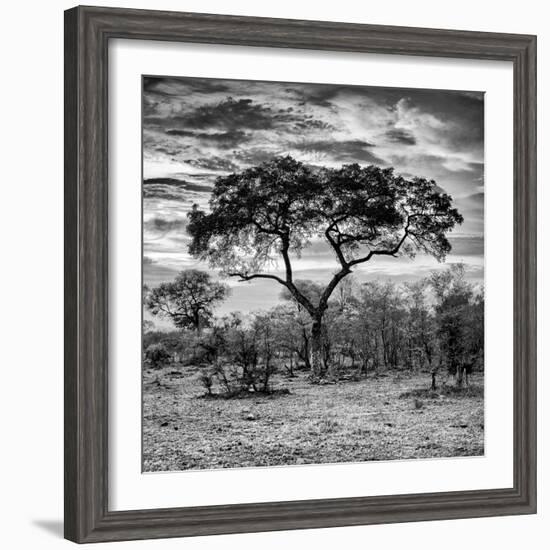 Awesome South Africa Collection Square - Acacia Tree at Sunrise B&W-Philippe Hugonnard-Framed Photographic Print