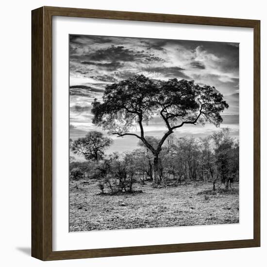 Awesome South Africa Collection Square - Acacia Tree at Sunrise B&W-Philippe Hugonnard-Framed Photographic Print