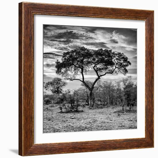 Awesome South Africa Collection Square - Acacia Tree at Sunrise B&W-Philippe Hugonnard-Framed Photographic Print