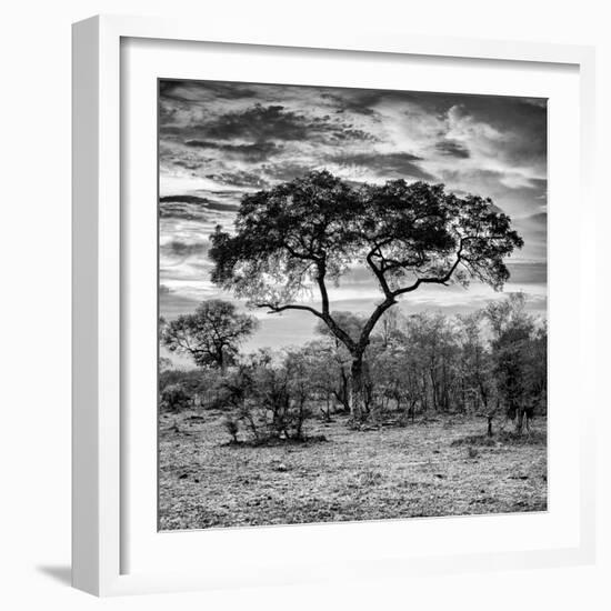 Awesome South Africa Collection Square - Acacia Tree at Sunrise B&W-Philippe Hugonnard-Framed Photographic Print