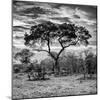 Awesome South Africa Collection Square - Acacia Tree at Sunrise B&W-Philippe Hugonnard-Mounted Photographic Print
