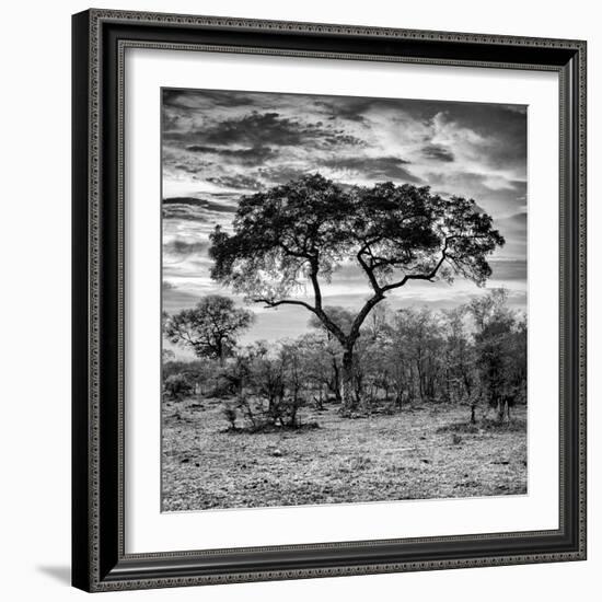 Awesome South Africa Collection Square - Acacia Tree at Sunrise B&W-Philippe Hugonnard-Framed Photographic Print