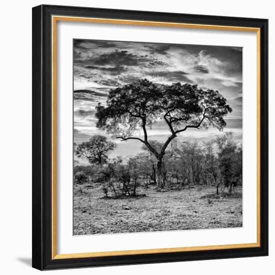 Awesome South Africa Collection Square - Acacia Tree at Sunrise B&W-Philippe Hugonnard-Framed Photographic Print