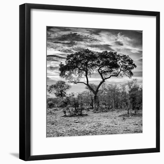 Awesome South Africa Collection Square - Acacia Tree at Sunrise B&W-Philippe Hugonnard-Framed Photographic Print