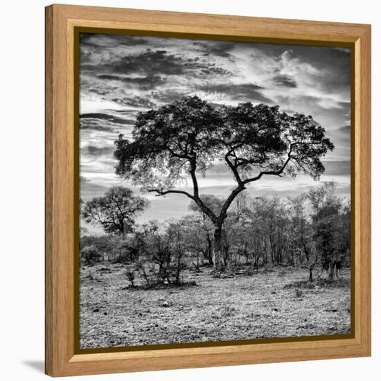 Awesome South Africa Collection Square - Acacia Tree at Sunrise B&W-Philippe Hugonnard-Framed Premier Image Canvas