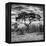 Awesome South Africa Collection Square - Acacia Tree at Sunrise B&W-Philippe Hugonnard-Framed Premier Image Canvas