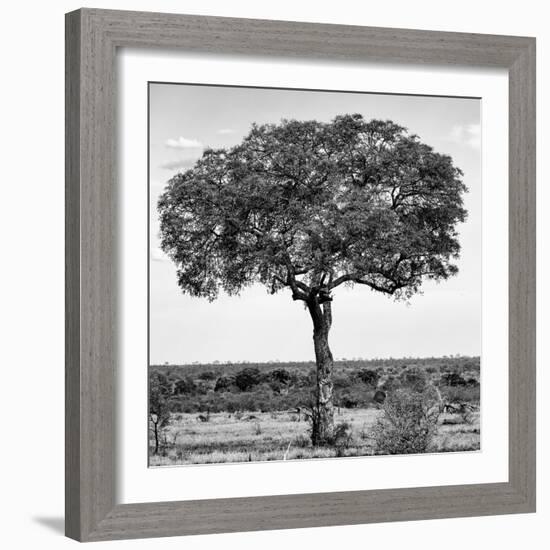 Awesome South Africa Collection Square - Acacia Tree B&W-Philippe Hugonnard-Framed Photographic Print