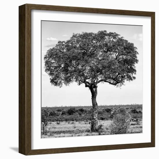 Awesome South Africa Collection Square - Acacia Tree B&W-Philippe Hugonnard-Framed Photographic Print