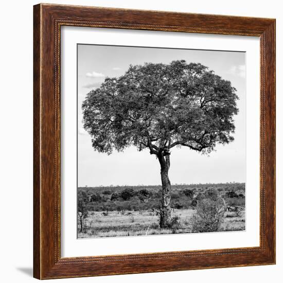 Awesome South Africa Collection Square - Acacia Tree B&W-Philippe Hugonnard-Framed Photographic Print