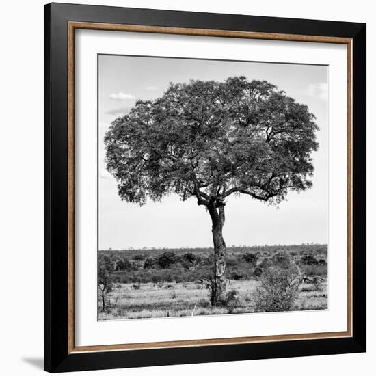 Awesome South Africa Collection Square - Acacia Tree B&W-Philippe Hugonnard-Framed Photographic Print