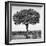 Awesome South Africa Collection Square - Acacia Tree B&W-Philippe Hugonnard-Framed Photographic Print