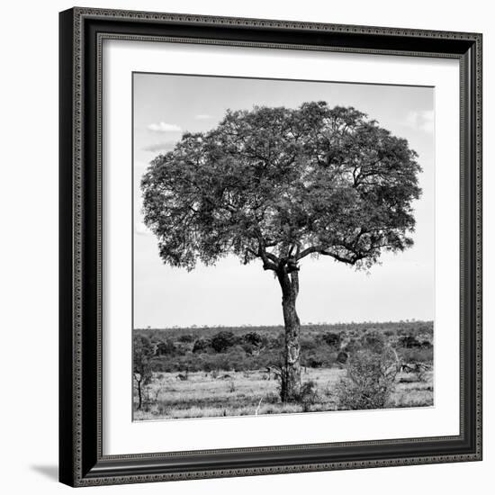 Awesome South Africa Collection Square - Acacia Tree B&W-Philippe Hugonnard-Framed Photographic Print