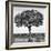 Awesome South Africa Collection Square - Acacia Tree B&W-Philippe Hugonnard-Framed Photographic Print