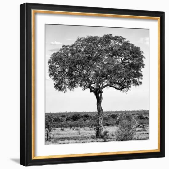 Awesome South Africa Collection Square - Acacia Tree B&W-Philippe Hugonnard-Framed Photographic Print