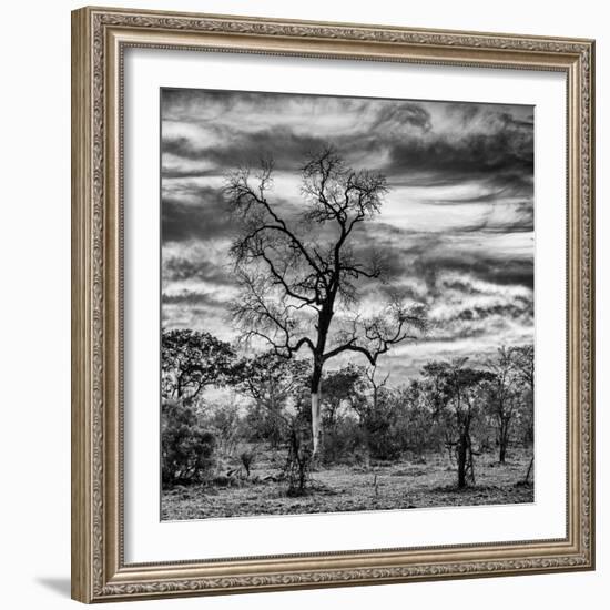 Awesome South Africa Collection Square - Acacia Tree in Savannah II-Philippe Hugonnard-Framed Photographic Print