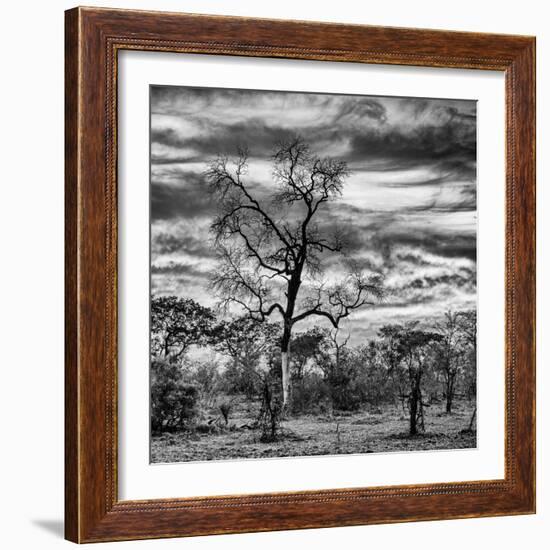 Awesome South Africa Collection Square - Acacia Tree in Savannah II-Philippe Hugonnard-Framed Photographic Print