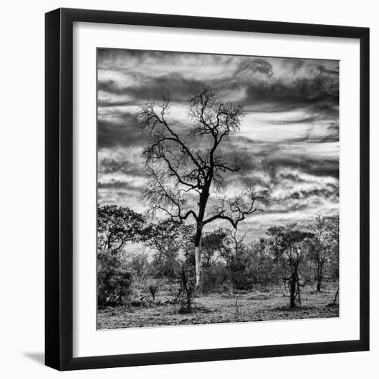 Awesome South Africa Collection Square - Acacia Tree in Savannah II-Philippe Hugonnard-Framed Photographic Print