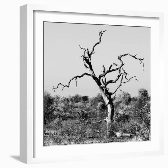 Awesome South Africa Collection Square - Acacia Tree IV B&W-Philippe Hugonnard-Framed Photographic Print
