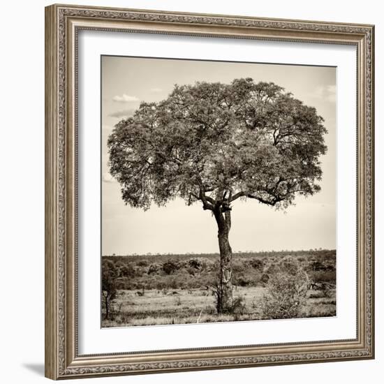 Awesome South Africa Collection Square - Acacia Tree-Philippe Hugonnard-Framed Photographic Print