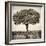 Awesome South Africa Collection Square - Acacia Tree-Philippe Hugonnard-Framed Photographic Print