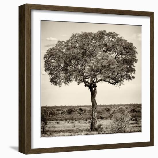 Awesome South Africa Collection Square - Acacia Tree-Philippe Hugonnard-Framed Photographic Print