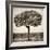 Awesome South Africa Collection Square - Acacia Tree-Philippe Hugonnard-Framed Photographic Print