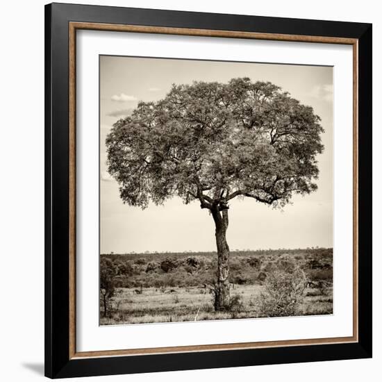 Awesome South Africa Collection Square - Acacia Tree-Philippe Hugonnard-Framed Photographic Print