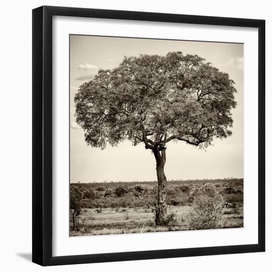 Awesome South Africa Collection Square - Acacia Tree-Philippe Hugonnard-Framed Photographic Print