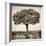 Awesome South Africa Collection Square - Acacia Tree-Philippe Hugonnard-Framed Photographic Print