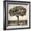 Awesome South Africa Collection Square - Acacia Tree-Philippe Hugonnard-Framed Photographic Print