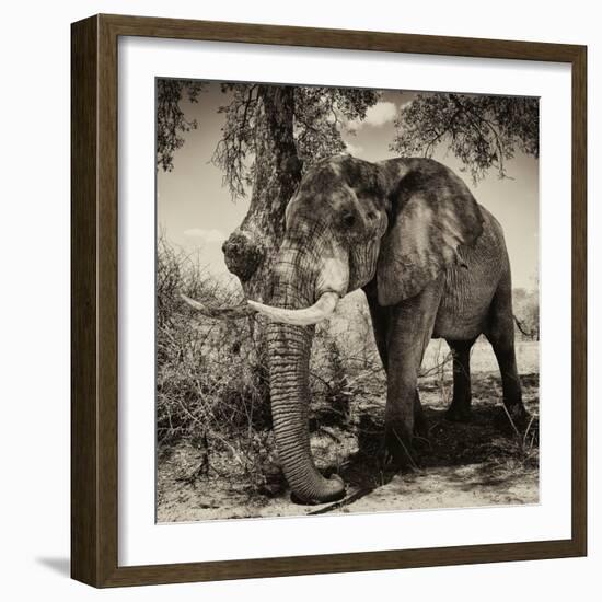 Awesome South Africa Collection Square - African Elephant Sepia-Philippe Hugonnard-Framed Photographic Print