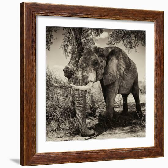 Awesome South Africa Collection Square - African Elephant Sepia-Philippe Hugonnard-Framed Photographic Print