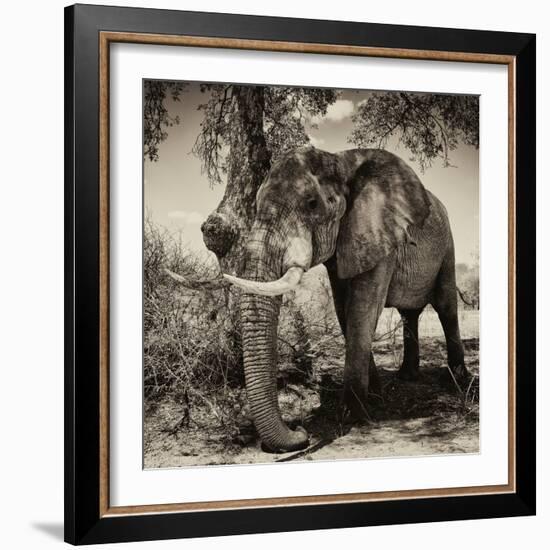 Awesome South Africa Collection Square - African Elephant Sepia-Philippe Hugonnard-Framed Photographic Print