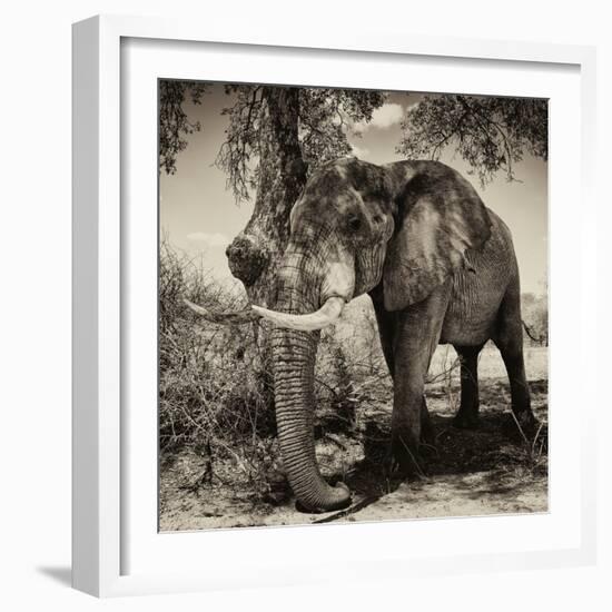 Awesome South Africa Collection Square - African Elephant Sepia-Philippe Hugonnard-Framed Photographic Print