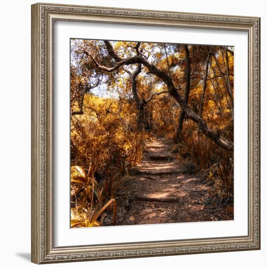 Awesome South Africa Collection Square - African Jungle II-Philippe Hugonnard-Framed Photographic Print