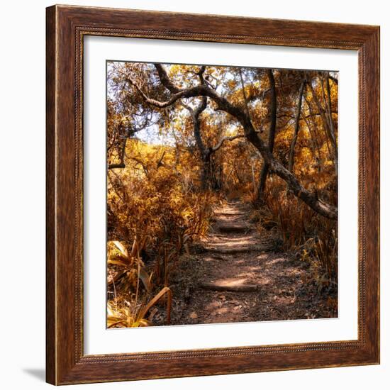 Awesome South Africa Collection Square - African Jungle II-Philippe Hugonnard-Framed Photographic Print