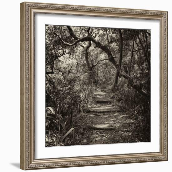 Awesome South Africa Collection Square - African Jungle V-Philippe Hugonnard-Framed Photographic Print