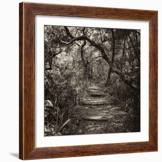 Awesome South Africa Collection Square - African Jungle V-Philippe Hugonnard-Framed Photographic Print