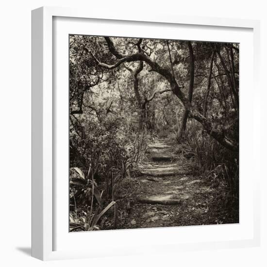 Awesome South Africa Collection Square - African Jungle V-Philippe Hugonnard-Framed Photographic Print