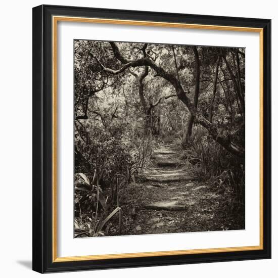 Awesome South Africa Collection Square - African Jungle V-Philippe Hugonnard-Framed Photographic Print