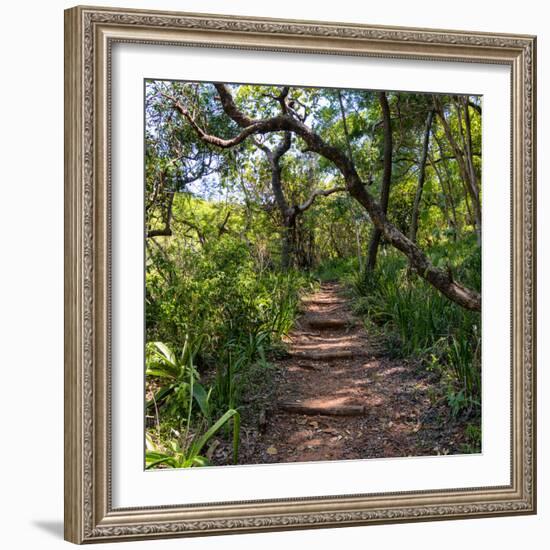 Awesome South Africa Collection Square - African Jungle-Philippe Hugonnard-Framed Photographic Print