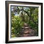 Awesome South Africa Collection Square - African Jungle-Philippe Hugonnard-Framed Photographic Print