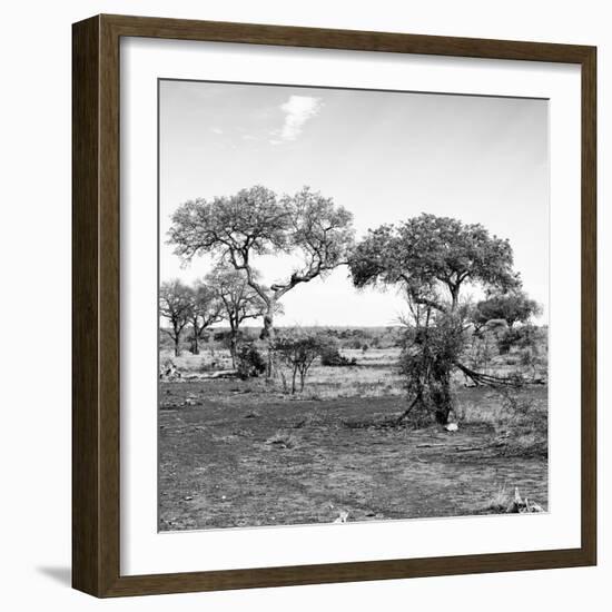 Awesome South Africa Collection Square - African Landscape with Acacia Trees B&W-Philippe Hugonnard-Framed Photographic Print