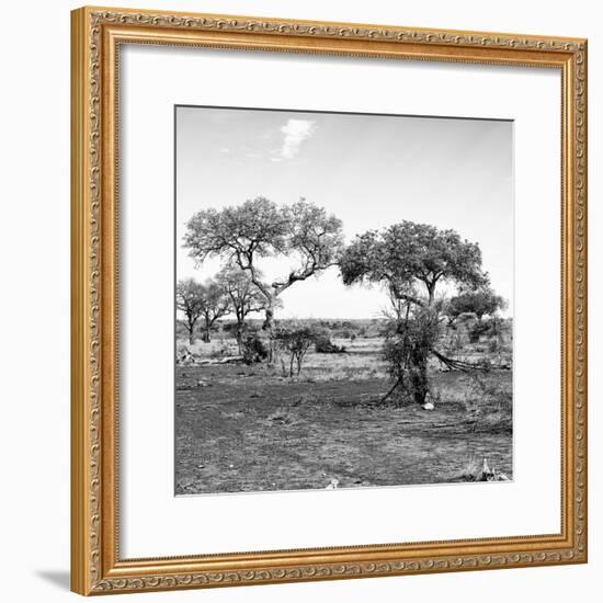 Awesome South Africa Collection Square - African Landscape with Acacia Trees B&W-Philippe Hugonnard-Framed Photographic Print