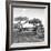 Awesome South Africa Collection Square - African Landscape with Acacia Trees B&W-Philippe Hugonnard-Framed Photographic Print