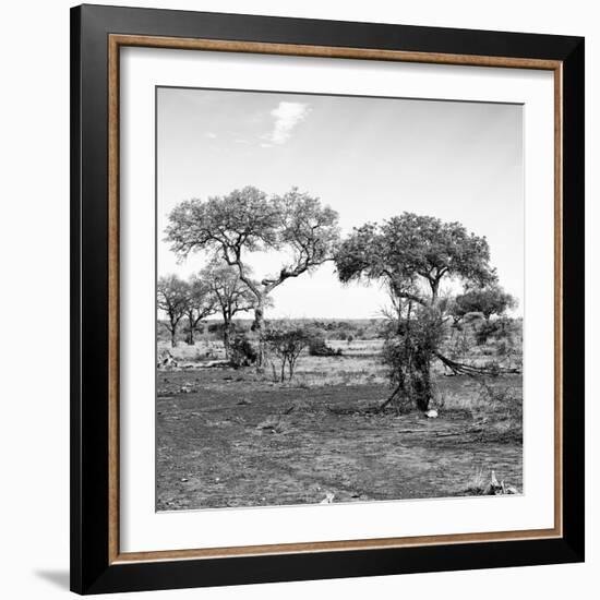 Awesome South Africa Collection Square - African Landscape with Acacia Trees B&W-Philippe Hugonnard-Framed Photographic Print