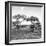 Awesome South Africa Collection Square - African Landscape with Acacia Trees B&W-Philippe Hugonnard-Framed Photographic Print