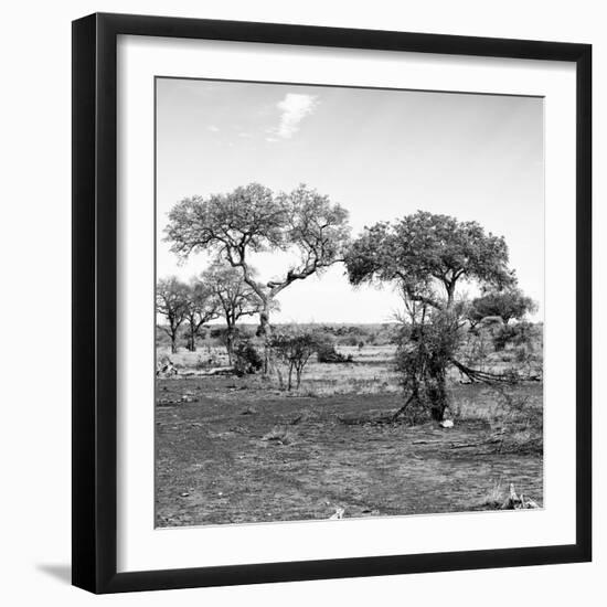 Awesome South Africa Collection Square - African Landscape with Acacia Trees B&W-Philippe Hugonnard-Framed Photographic Print